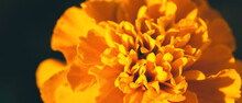 Banner With Closeup Of Soft Focused Orange Marigold Flower (Tagetes Erecta, African, Mexican, Aztec Marigold) On Dark Background With Copy Space. Summer, Fall Colors. Luxury Floral Design. Macro Photo