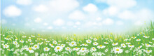 Vector Summer Nature  Background, White Chamomiles Field.
