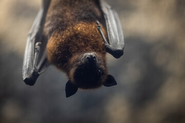 Canvas Print - portrait of a bat in a cave