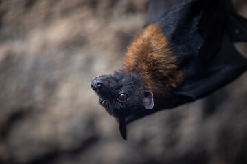 Canvas Print - portrait of a bat in a cave