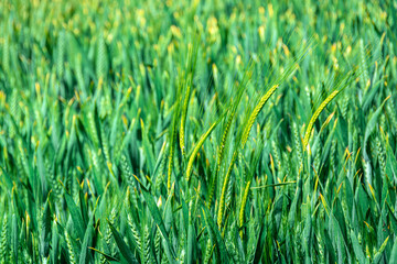 Green spikes and grains of wheat grass plant close-up shot from wheat plantation field in early summer 2