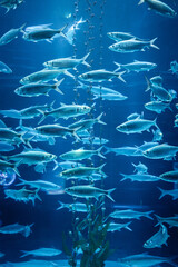 Canvas Print - School of huge fishes inside the tank in Jakarta Aquarium & Safari in Indonesia