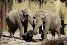 Portrait Of Two African Elephants Standing In A Zoological Park