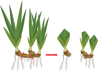 Wall Mural - Iris plant rhizome division scheme isolated on white background. Vegetative propagation of bearded iris