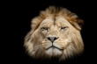 A lion with a black background