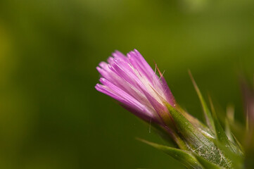 Poster - Selective focus shot of a crupina vulgaris