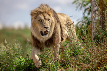 Leinwandbilder - A lion rests in the savannah