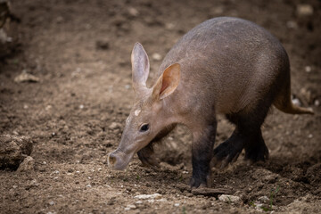 Wall Mural - aardvark walking in the desert