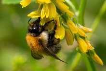 Common Carder Bee On Yellow Wildflower