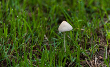The Toadstool Mushroom Grows Among The Grass