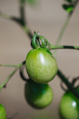 Wall Mural - Growing fresh green raw tomatoes in the garden