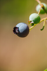 Sticker - Growing organic raw blueberry in the garden