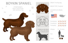 Boykin Spaniel Clipart. Different Coat Colors And Poses Set