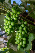 Small Grapes Hang On A Vine With Green Leaves. Close-up. Agriculture. Winery.
