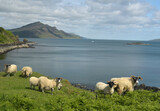 Fototapeta Big Ben - Sheep and lambs on The Braes on Skye, Scotland