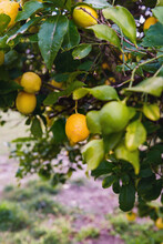 Lemons Growing On A Large Lemon Tree
