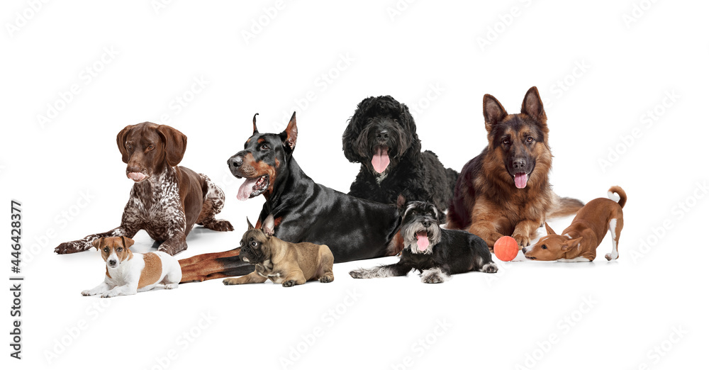 Art collage made of funny dogs different breeds posing isolated over white studio background. - obrazy, fototapety, plakaty 