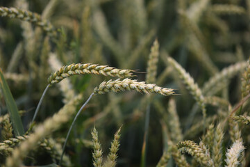 Canvas Print - Closeup shot of green ears in a wheat field