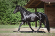 portrait of young friesian mare horse trotting near near shelter in paddock in summer