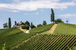 summer in vineyard in southern styria, an old wine growing country in austria named südsteirische weinstrasse