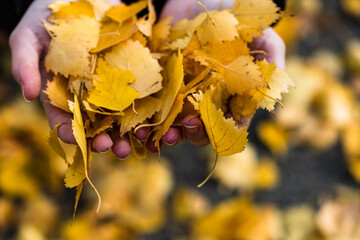 Poster - Closeup of Hands holding fallen autumn orange leaves