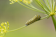 Eastern Black Swallowtail Caterpillar Closeup On Dill Plant