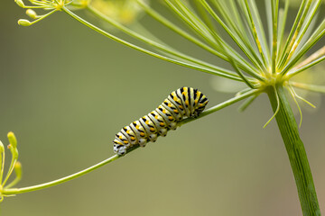 Wall Mural - Eastern Black Swallowtail Caterpillar closeup on dill plant