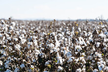 Cotton Fields Close Up View Near Dubbo