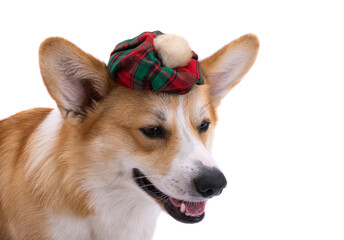 Canvas Print - corgi with tartan hat isolated