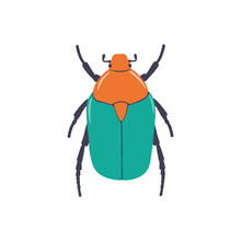 Vector Color Picture Of Bronzed Beetle With Bright Green Coloring On White Background. Insects