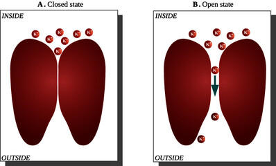 Fototapete - states of voltage dependent potassium channel in a squid giant axon