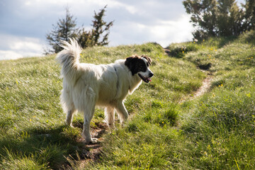 Wall Mural - happy white shepherd dog in nature