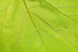 © Lyubov - defocusing the blurred background texture of a green grape leaf in close-up. Abstract natural light natural background, macro photography