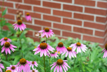 Bumble Bee Pollinating A Purple Cone Flower In A Garden In Front Of A Brick Wall