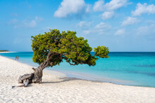 A Fofoti Tree Overlooking The Caribbean In Aruba