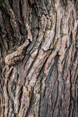 Trunk of an old willow tree with wrinkled bark.