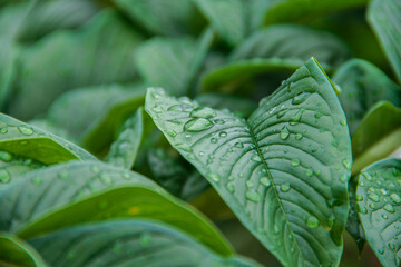 Nature green Konjac leaves with raindrop background.