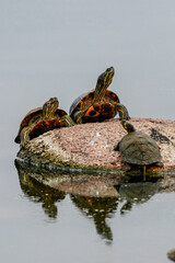 turtles in the pond