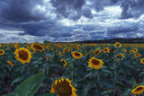 Fototapeta  - sunflowers field under dramatic stormy skies