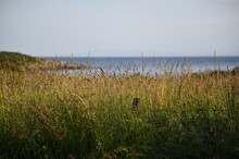 Long Grass Overlooking Sea