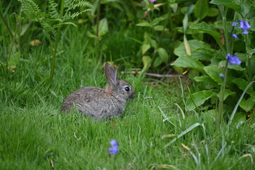 young rabbit grazing
