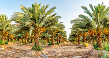 Palm Trees Plantation And Bunches Of Ripening Date Fruits Protected With Plastic Sacks Against Wild Birds, Desert Agriculture Industry In The Middle East