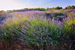 Lavender field on Hvar island in sunshine, Croatia