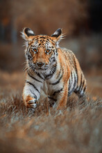 Siberian Tiger (Panthera Tigris Altaica) Detail Portrait
