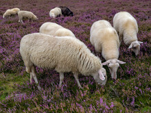 Sheep Flock On The Renderklippen Bij Heerde, Gelderland Province, The Netherlands