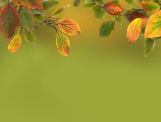 Wall Mural - autumn background with leaves