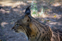 Young Iberian Lynx Lying On The Ground. Selective Focus.