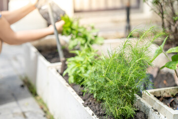 Poster - Closeup shot of planted blooming plants and a gardener watering them