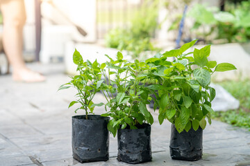 Poster - Closeup shot of blooming potted plants