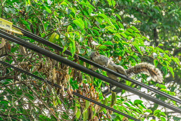 Poster - Low angle of a squirrel walking on metal fence of green garden on a sunny day